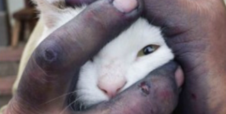 "Изабелла", Сергей Братков (1400€, онлайн).